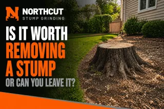 Is It Worth Removing a Stump or Can You Leave It?