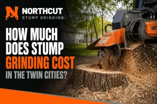 How Much Does Stump Grinding Cost in the Twin Cities?