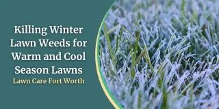 Killing Winter Lawn Weeds for Warm and Cool Season Lawns | Lawn Care Fort Worth