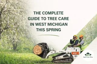 The Complete Guide to Tree Care in West Michigan This Spring