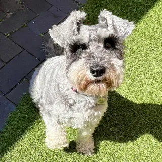 Dogs' Dinners - Part 1