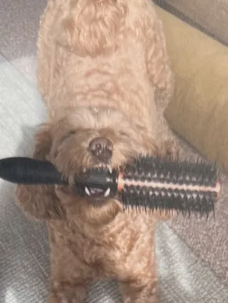 The Curious Case of the Guardian in the Kitchen with a Hairbrush