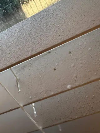 Bathroom Ceiling Mould Removal and Treatment in Blacktown, NSW