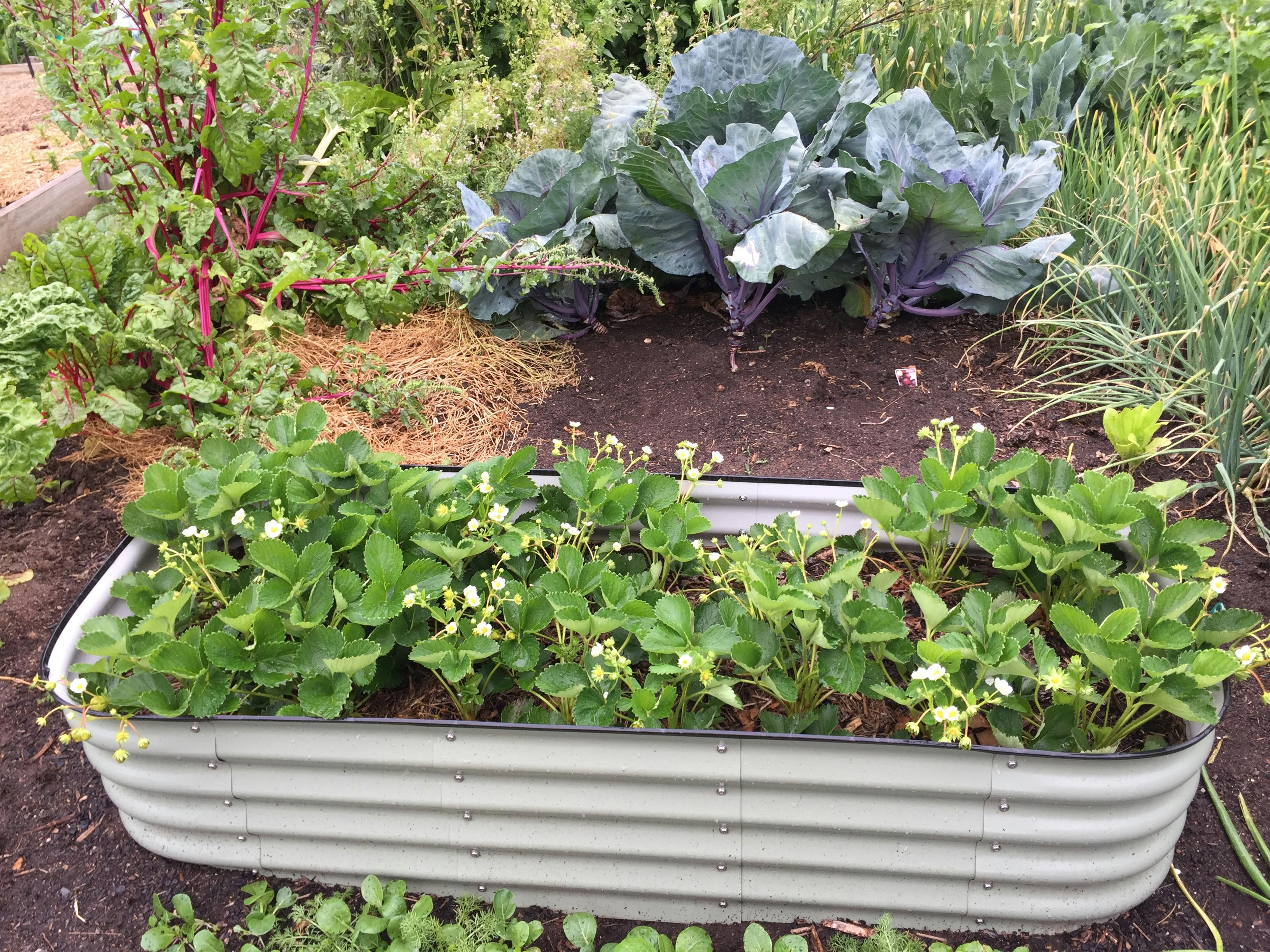 Garden Water Management