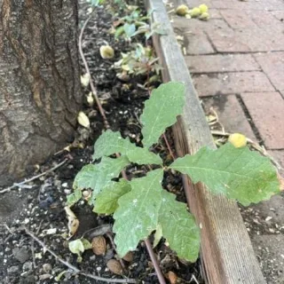 Starting Trees From Seed: