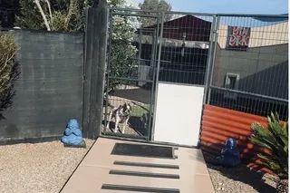 What We Actually Do With Our Dog When We Travel (4 Real Solutions, Honestly Costed)