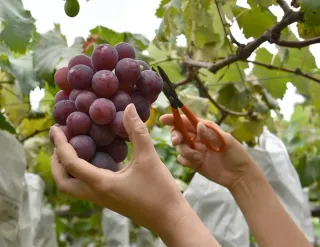 Bearing Fruit
