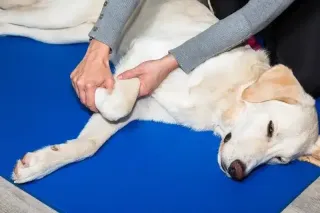 Dog hip and Joint Issues