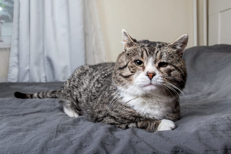 Senior Cat Tip