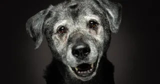 Senior Dog T