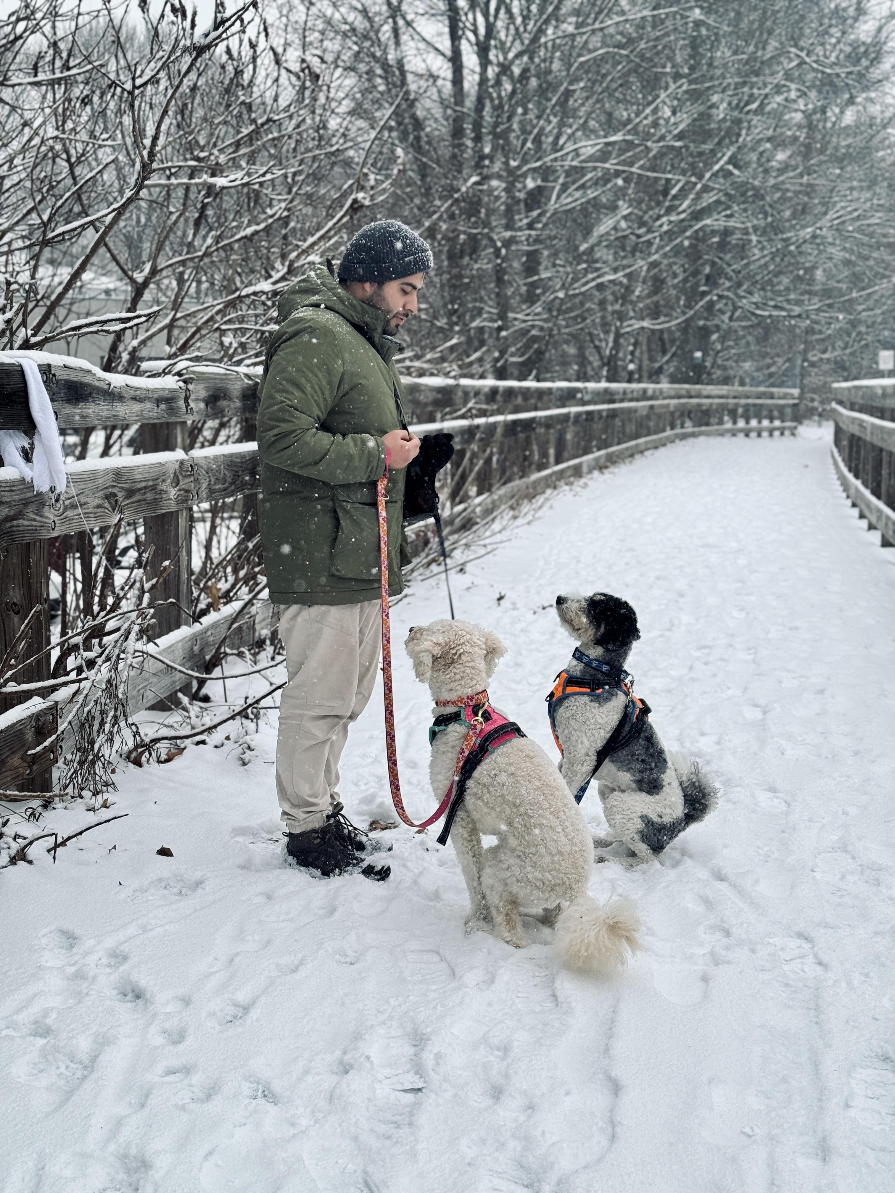 Why Treats Stop Working Outside: 5 Common Dog Training Problems