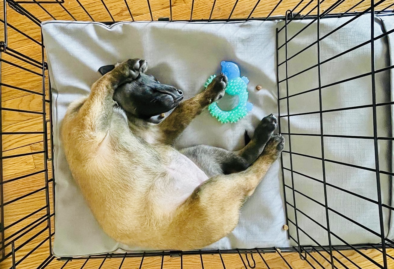 Why Crate Training Often Fails
