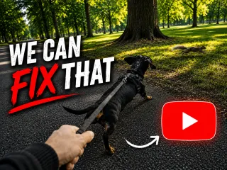 DOES YOUR DOG GO CRAZY WHEN THEY SEE A SQUIRREL?