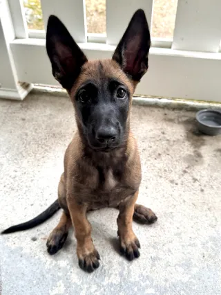 Why I’m Not Rushing to Train My Puppy