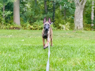 Why I Use a Flexi Leash for My Puppy and in Dog Training