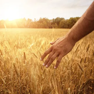 You Can't Turn Corn Into Soybeans: Why Fighting Your Harvest Keeps You Stuck