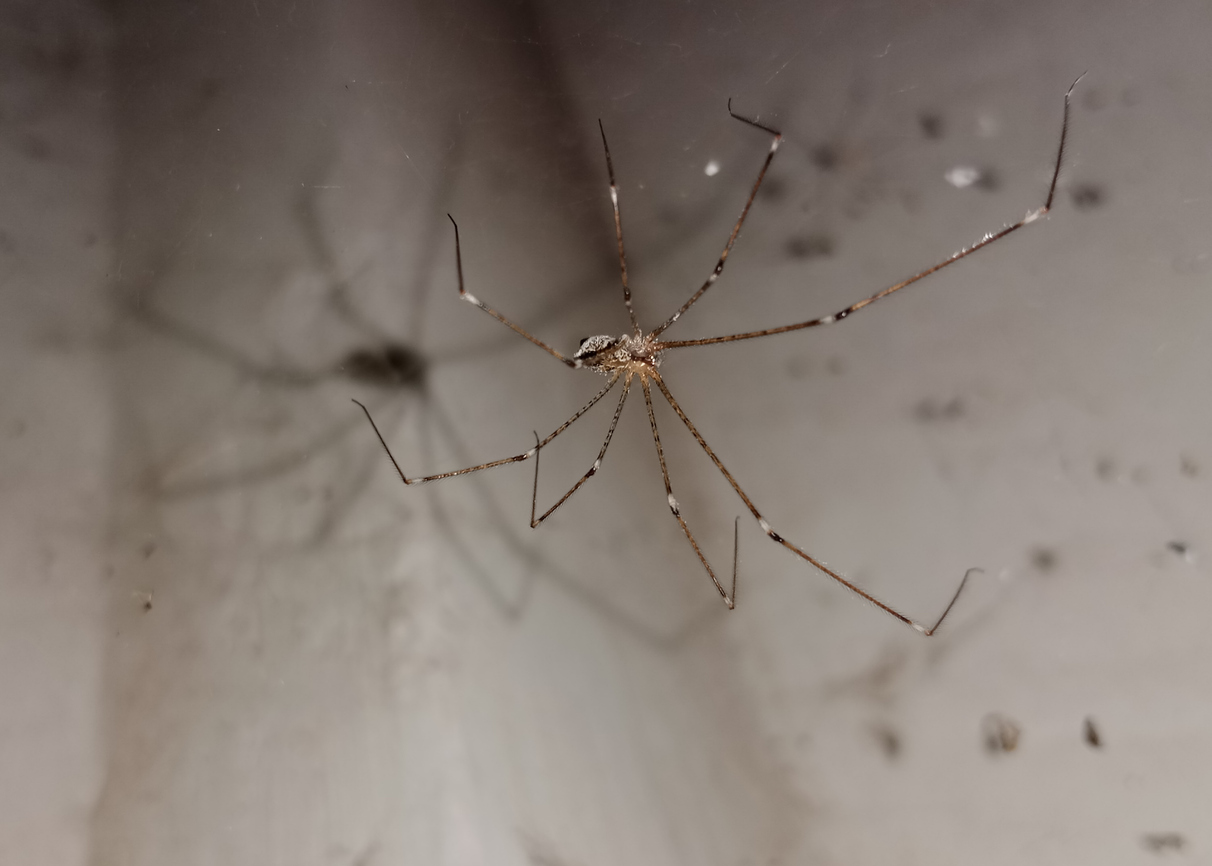 Spider Prevention – A Recent Job & Some Homeowner Tips