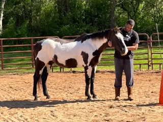 What Horses Can Teach Us About Mindfulness