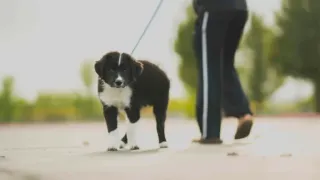 Benefits of Living in a Pet-Friendly Community