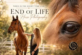 When Is the Right Time for End of Life Horse Photography?