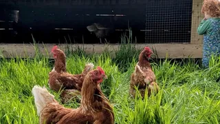 Pastured Chicken: Better Food Starts With a Better Life