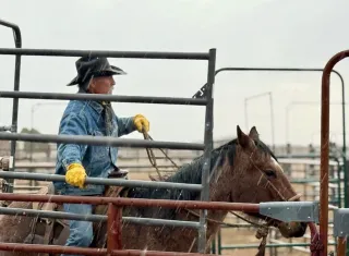 What a Horse Can Understand