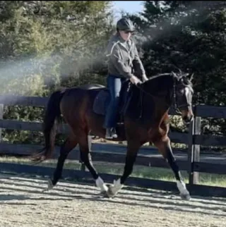 Is The Horse Getting Better?