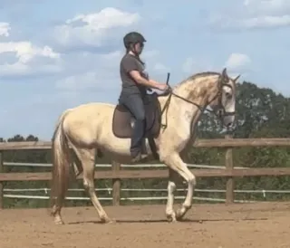 Riding A Halt