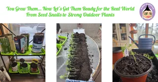 You Grew Them… Now Let’s Get Them Ready for the Real World From Seed Snails to Strong Outdoor Plants