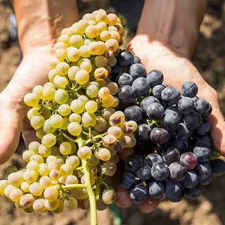 700 Reasons to Move Beyond Cabernet