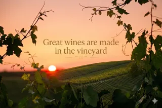 Great Wine Is Made in the Vineyard, Not in the Winery