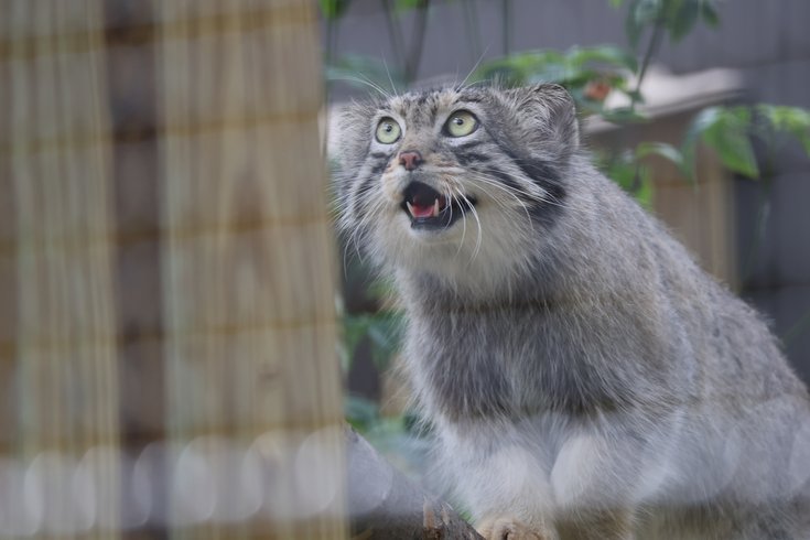 FUN: FREE ADMISSION @ Elmwood Zoo