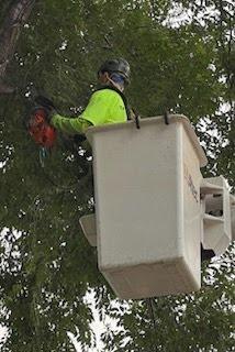 Tree Removal Cost in Layton, UT | Free Estimate