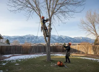 Tree Removal Estimate in Layton, UT | Quick Scheduling