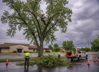 Professional Tree Trimming in Farr West, UT | Safe Cuts