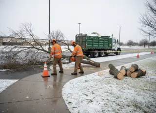 Tree Removal Cost in Ogden, UT | Transparent Pricing