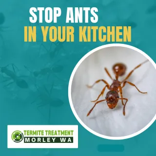 10 Ways to Prevent Ants from Taking Over Your Kitchen