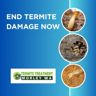 Termite Prevention Tips Every Homeowner Must Know