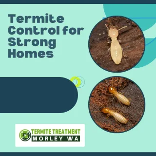 Termite Control Solutions for Strong Property Protection