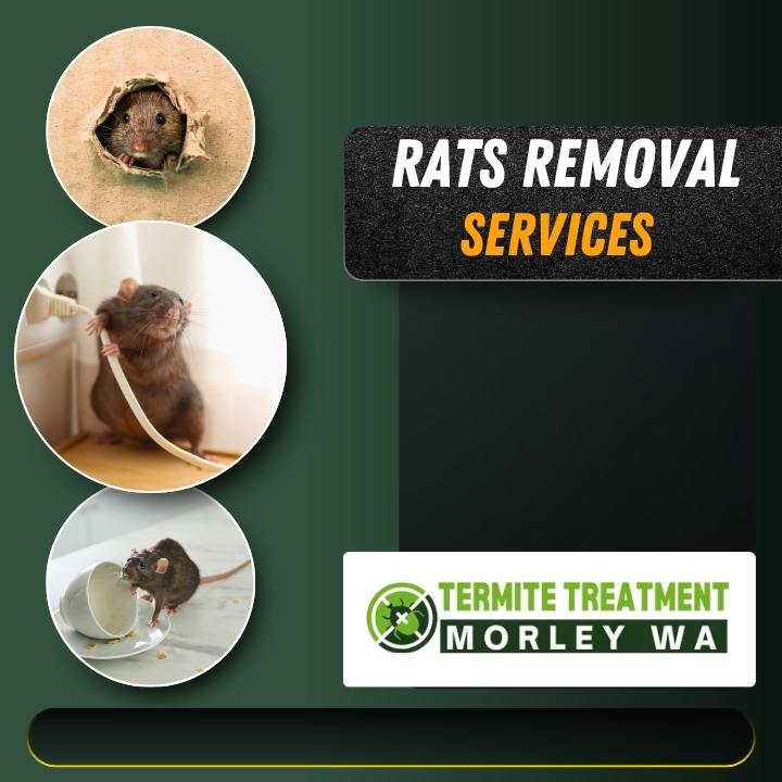 Rats Removal Services for Safer and Cleaner Properties