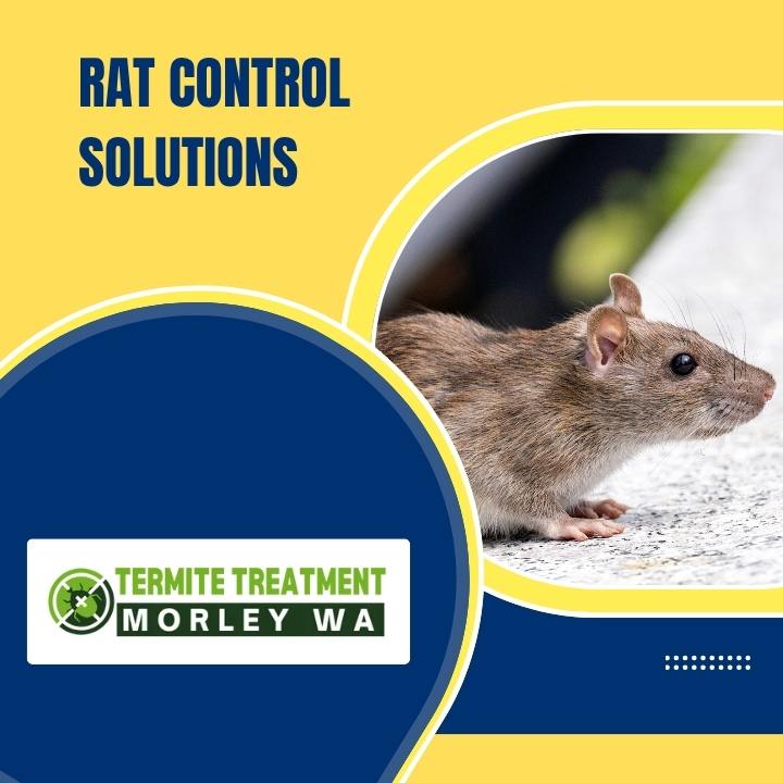 Professional Rat Control Solutions for Long-Term Pest Prevention