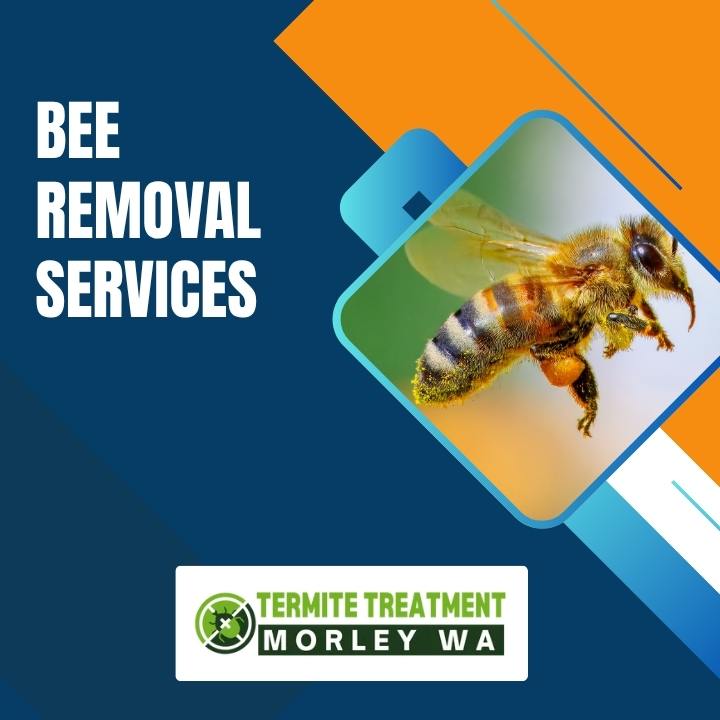 Safe Bee Removal Techniques to Protect Your Family and Property in Perth