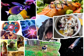 Omega-3 Fatty Acids for Dogs With Cancer: 5 Powerful Benefits (And How to Choose the Right Fish Oil)