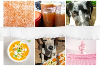 How to Make Bone Broth for Dogs (Simple Beginner Recipe for Gut & Joint Health)