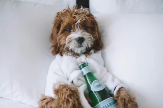 Start With the Bottleneck | Where to Begin Building Systems in Your Dog Training Business