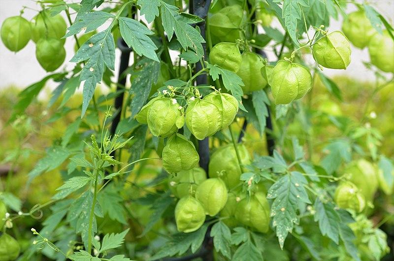 Les applications alcooliques de Cardiospermum halicacabum : un trésor de la nature
