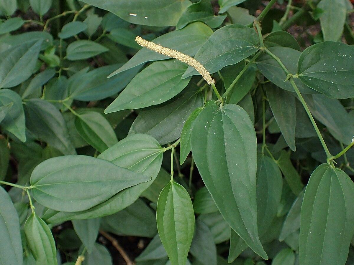 Les applications alcooliques de la plante médicinale PIPER AMALAGO