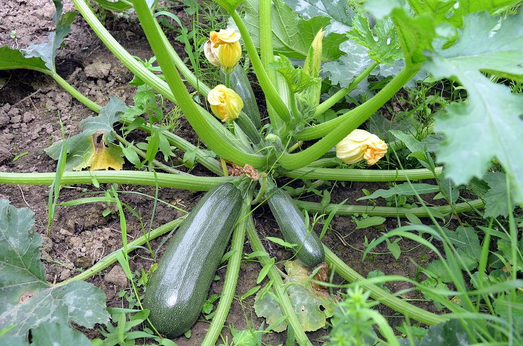 Les applications alcooliques de la plante médicinale CUCURBITA PEPO