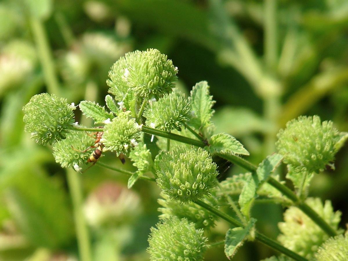 Les applications alcooliques de la plante médicinale Hyptis Capitata
