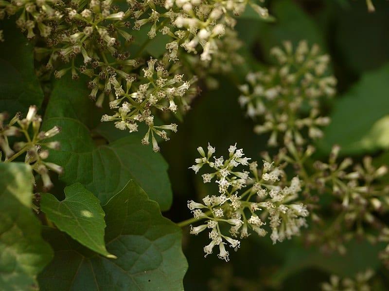 Les applications alcooliques de MIKANIA MICRANTHA : un trésor de la nature